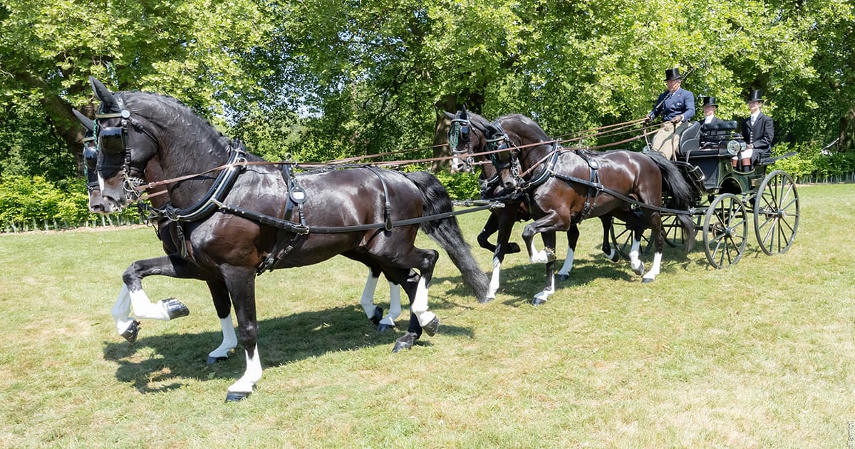 EXELL-AUS-dressage-WINDSOR2025-0664.jpg