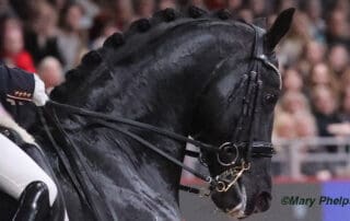 Dressage Horse braids