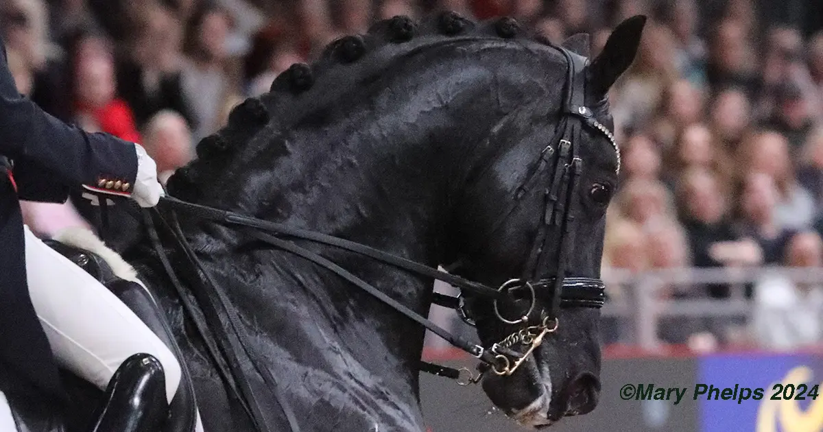 Dressage Horse braids