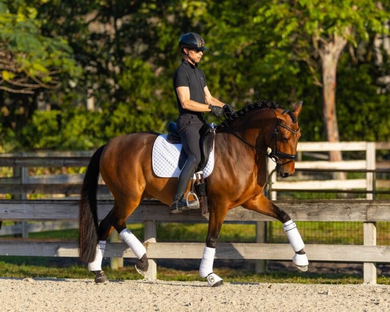Oscar De Massa Trot HM25 May 768x614