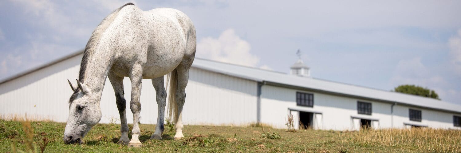 Stock Horse Photo_2025