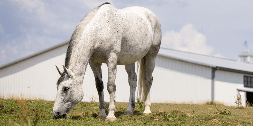 US Equestrian News, Town Hall 2025