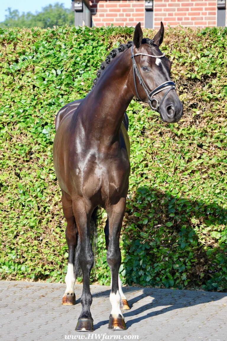 SuperMan HW Conformation HM25 July 768x1152