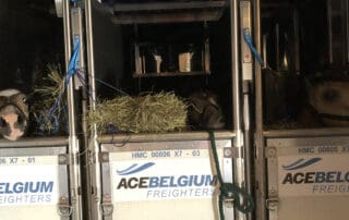 Flying Ponies Off to World Championships 2019