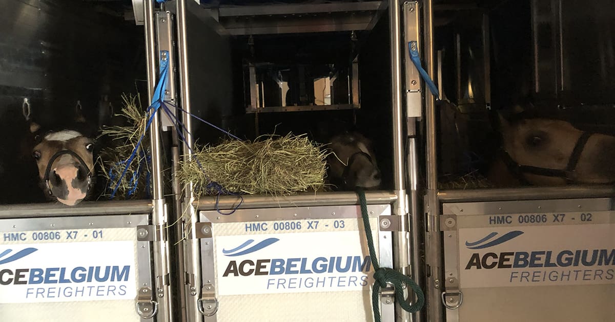 Flying Ponies Off to World Championships 2019