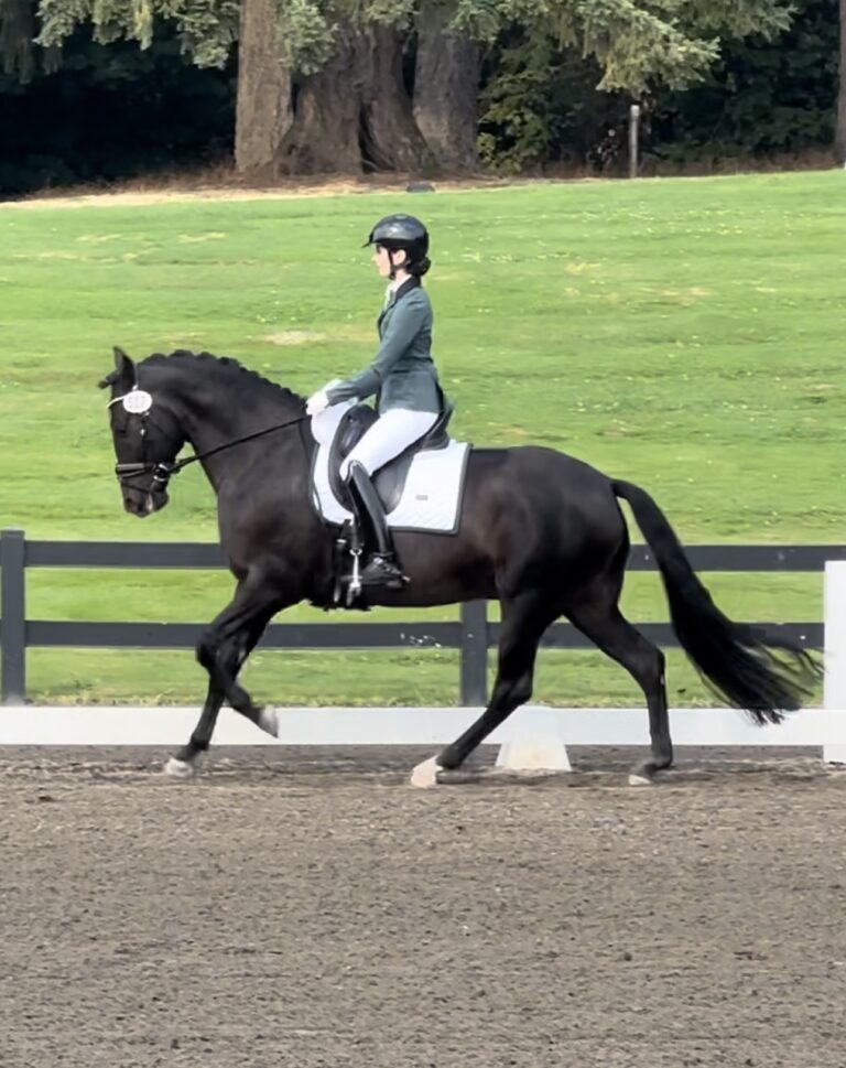 Herrmoso Canter Show 768x969