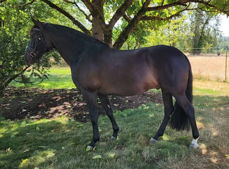 Herrmoso Conformation 768x568