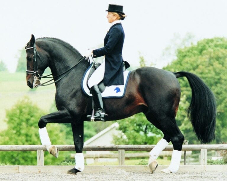 Mary Alice Malone on her stallion Contango, Pref. demonstrating piaffe.