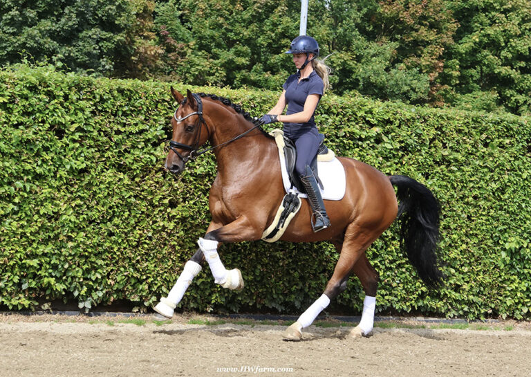 Dream HW new canter2 768x545