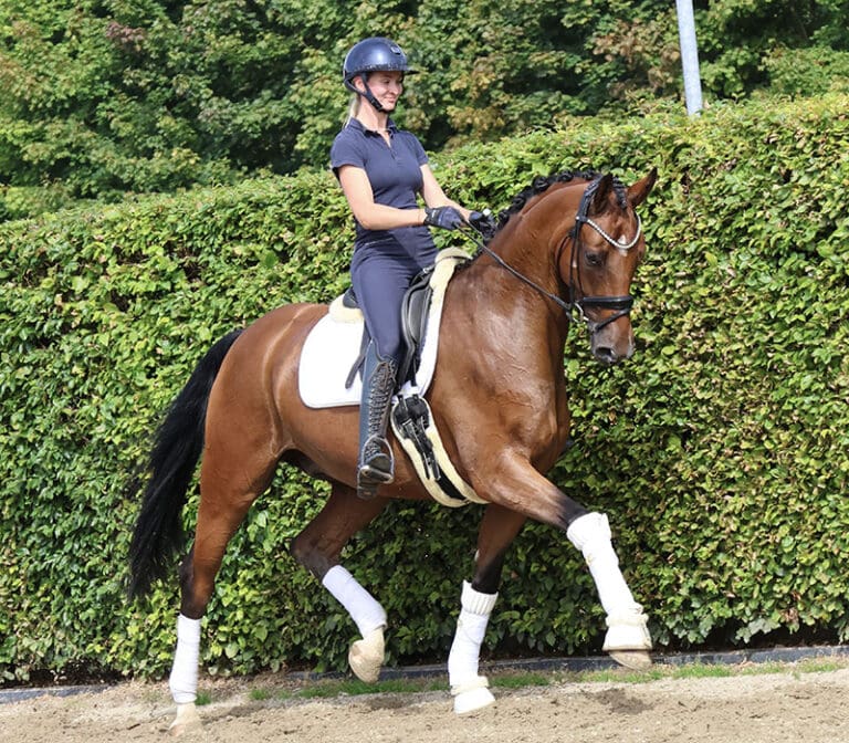 Dream HW new trot1 Edit 768x672