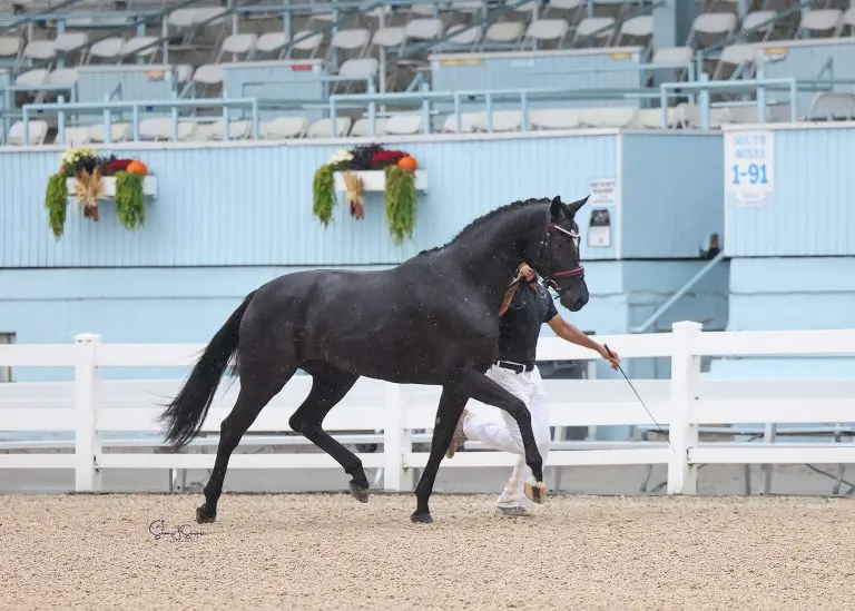 Iconic Eden, owned by Kymberly Pullen, topped the scoreboard in the ProElite/USDF Current Year Filly Final with an 81.4587%. (Photo: Susan J Stickle Photography)