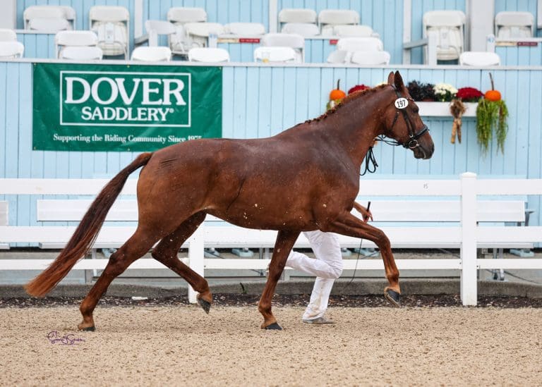 The Mature Horse Championship presented by Bred in the USA Syndicate was won by Nala BDL STER. (Photo: Susan J Stickle Photography)