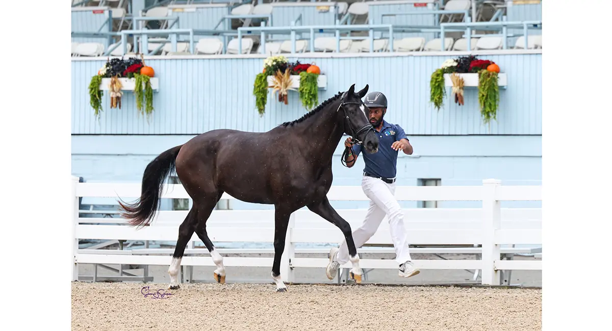 Iron Springs Farm’s Temptation ISF claimed the Grand Championship along with a slew of other accolades Wednesday. (Photo: Susan J Stickle Photography)
