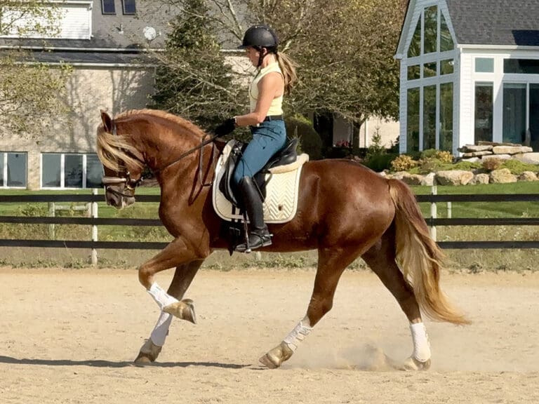 2 Christobalito Canter 2 HM Nov 2025 768x576
