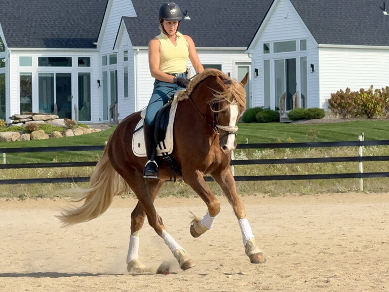 2 Christobalito Canter hm nov 2025 768x576