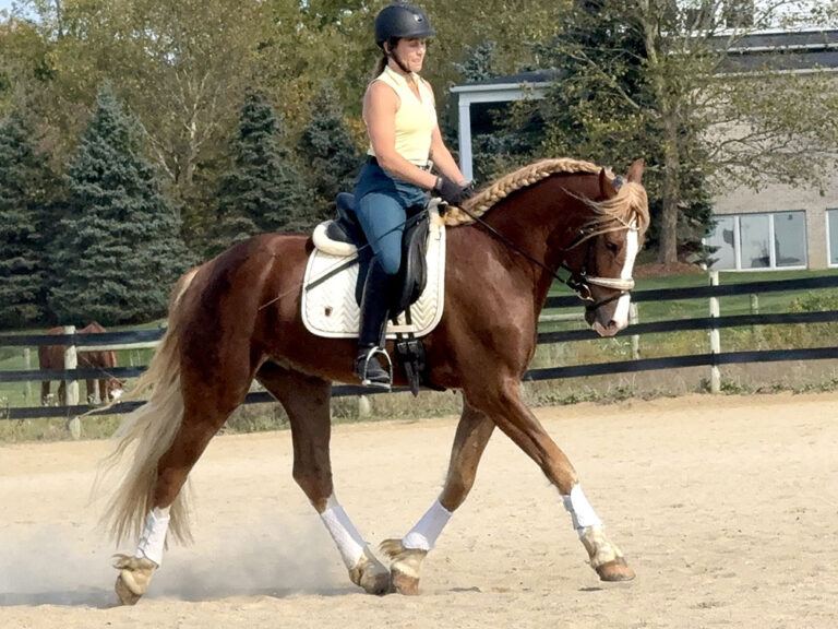 2 Christobalito Trot2 HM Nov 2025 768x576