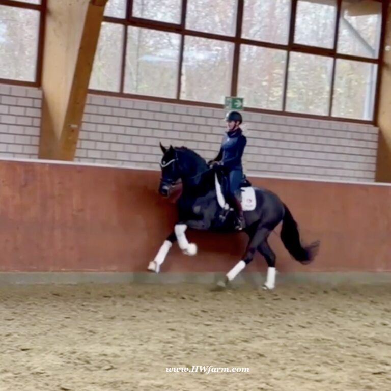 EscaHit HW canter1 768x768