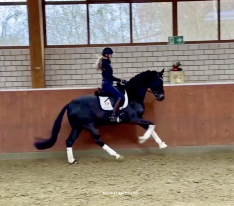 EscaHit HW canter6 768x676