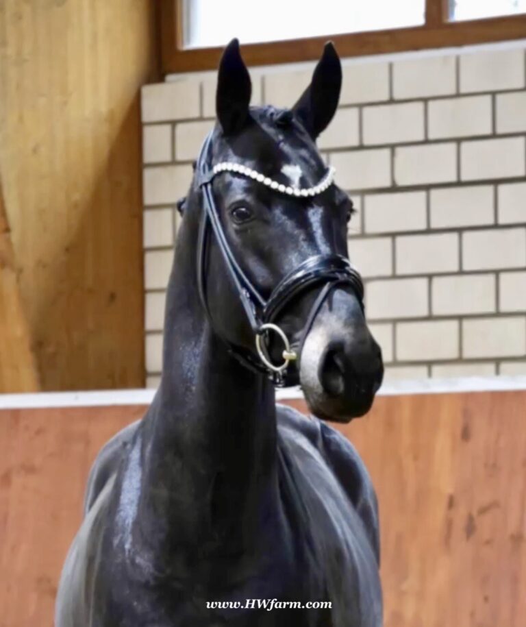 EscaHit HW head1 768x915