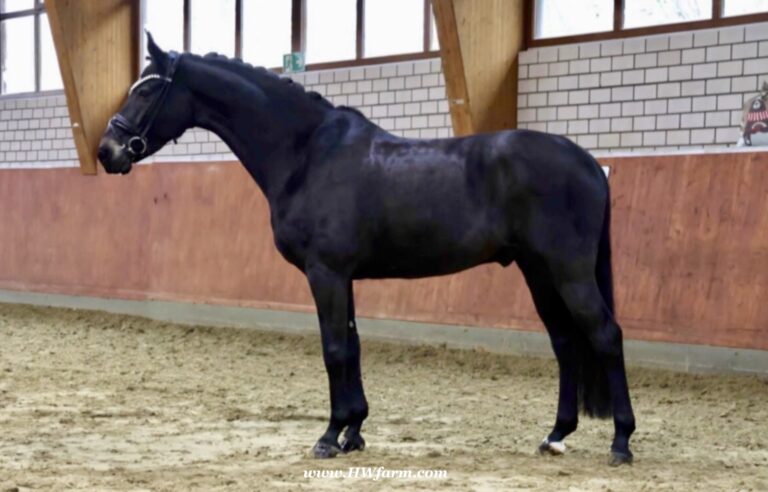 EscaHit HW stand1 768x492