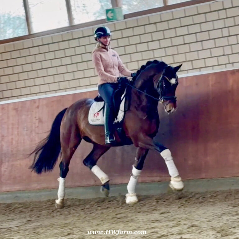 Armani Trot HM26 Jan 768x768