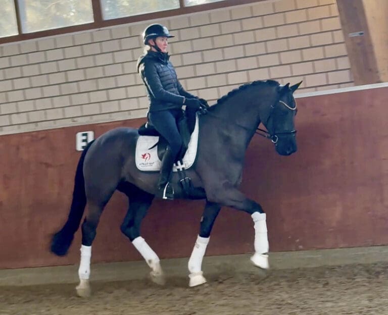 Edit Simply Black HW Trot Main HM26 Jan 768x624