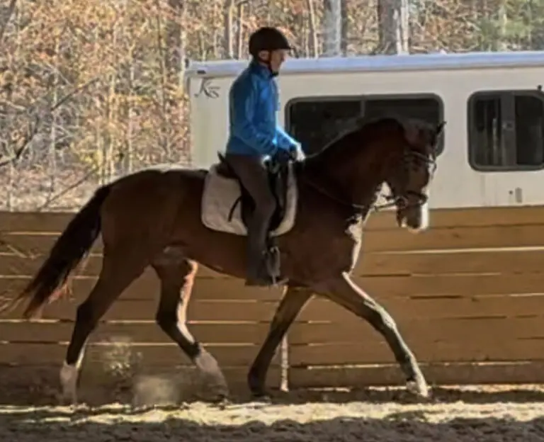 Edit TK Trot Main HM26 Jan 768x624