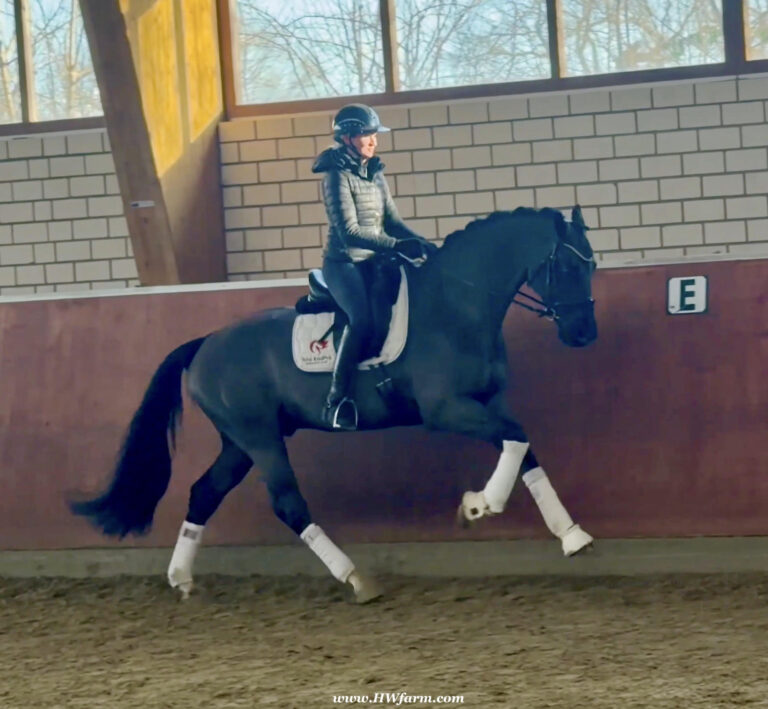 Simply Black HW Canter HM26 Jan 768x709