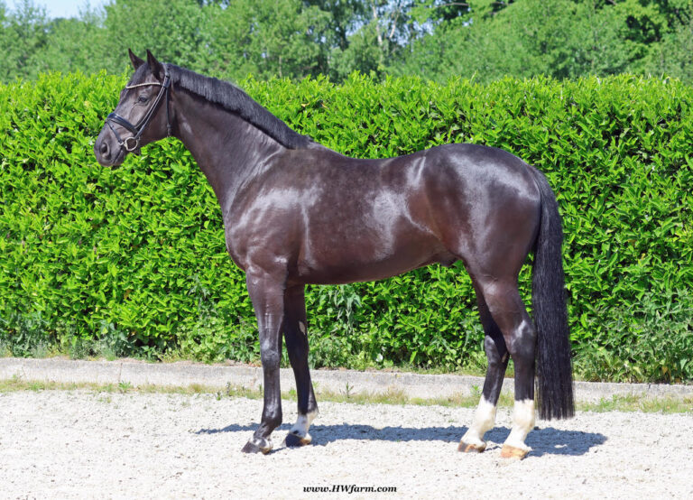 Simply Black HW Conformation HM26 Jan 768x554
