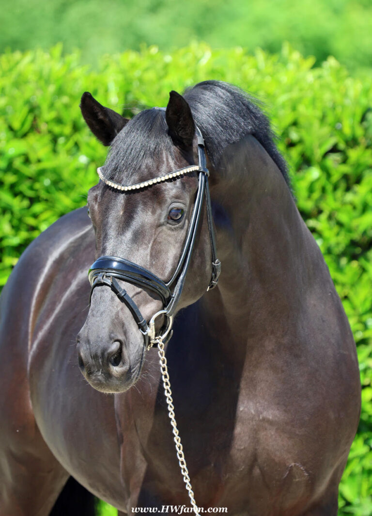 Simply Black HW Head Shot HM26 Jan 768x1064