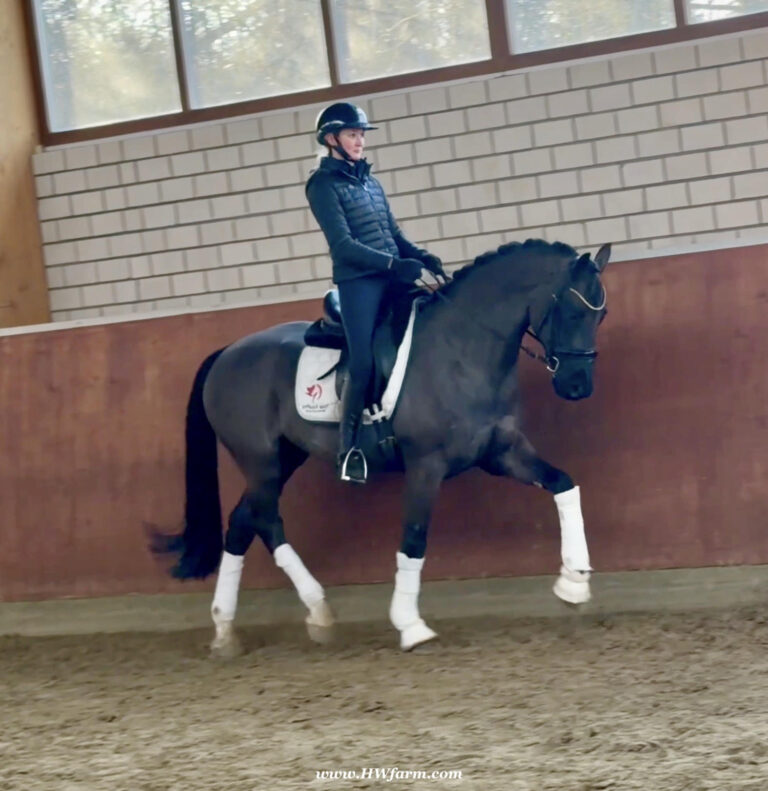 Simply Black HW Trot HM26 Jan 768x791