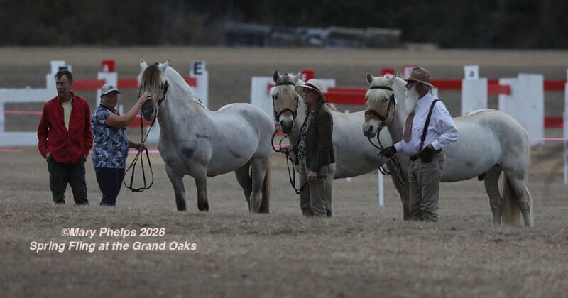 Spring Fling at Grand Oaks Combined Driving Event 2026 - Results ...