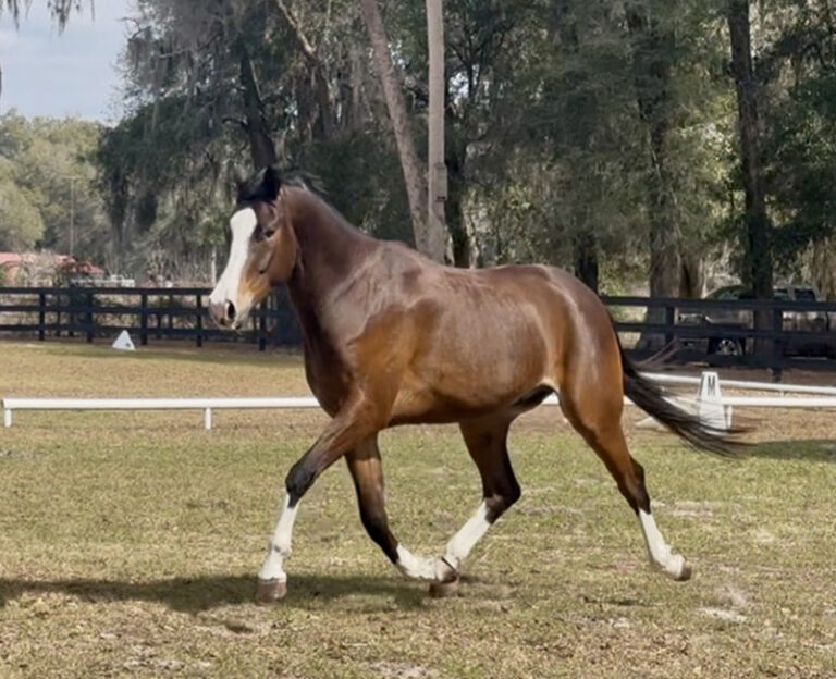Top Gun PVF Trot HM26 Feb 1 768x624