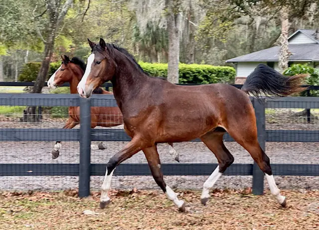 Top Gun PVF Trot2 HM26 Feb