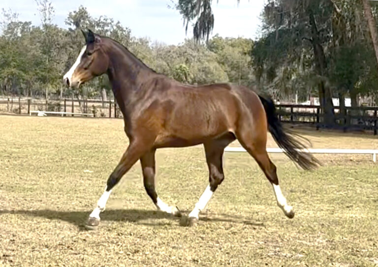 Top Gun PVF Trot3 HM26 Feb 768x543