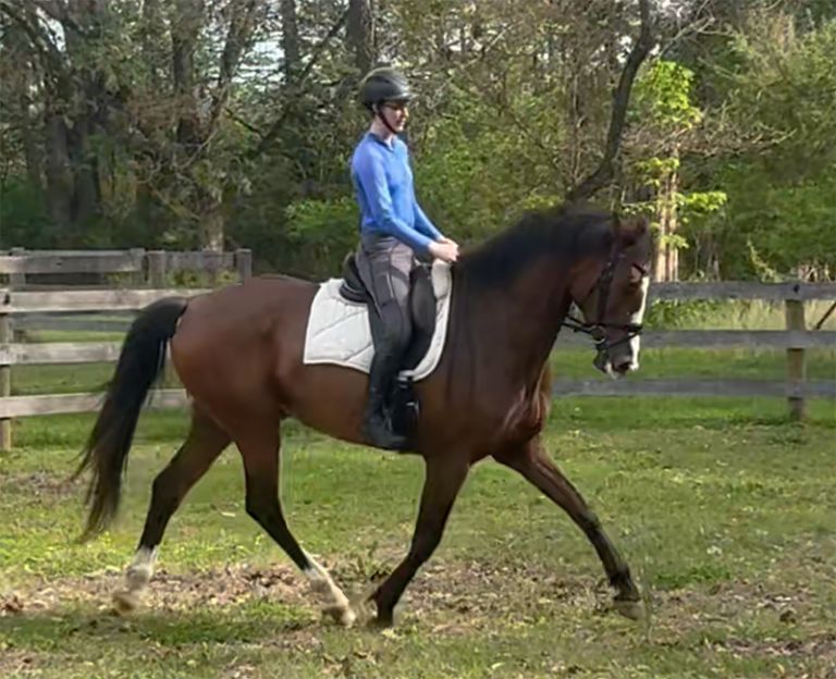 Edit TK Trot Field 768x624