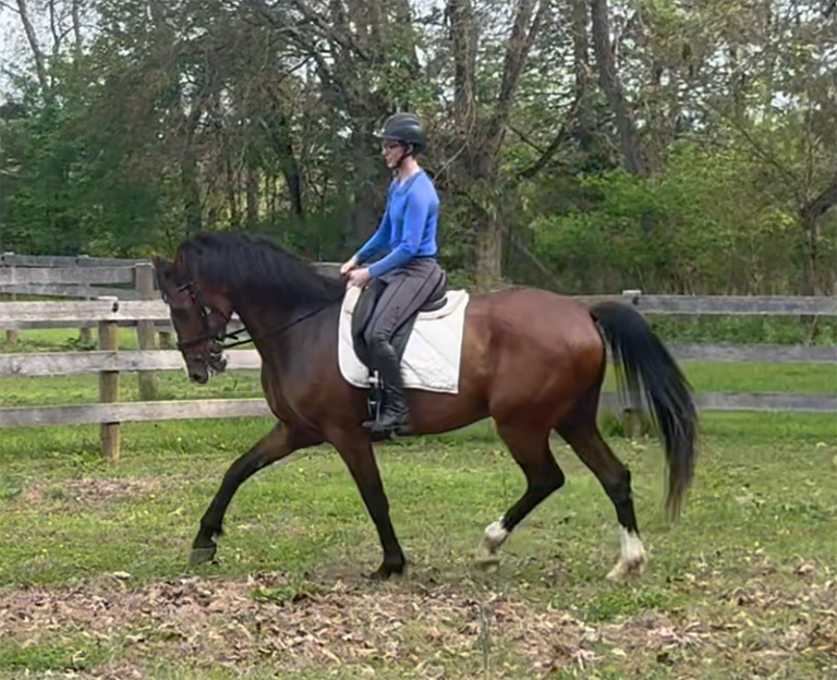 Edit TK Trot Pasture 2026 768x624