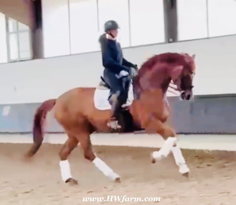 Synergy HW 2026 canter1 768x665