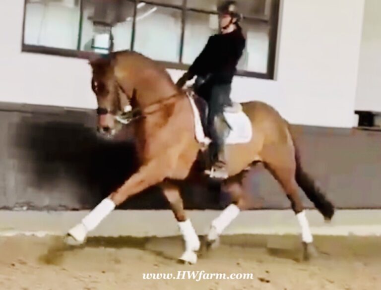 Synergy HW 2026 trot2 768x585