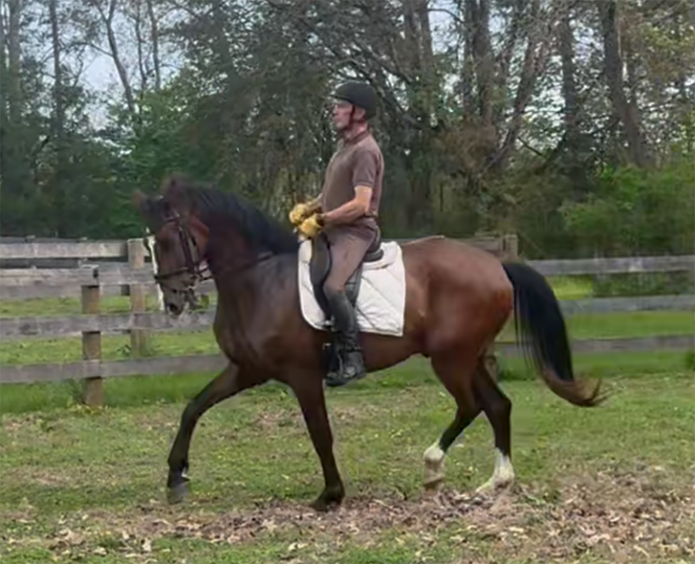 TK New Trot Pasture Thorsten Kramer 768x624