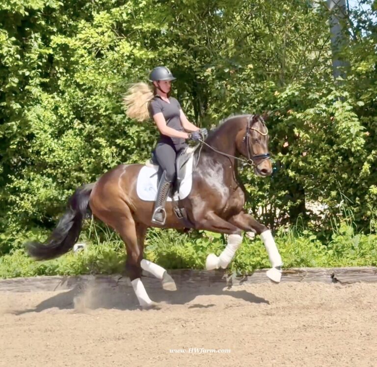 Vito HW canter1 768x747