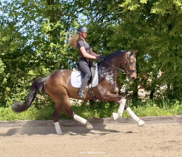 Vito HW canter3 768x661
