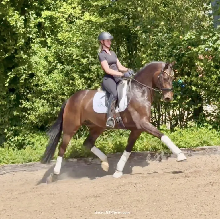 Vito HW trot1 768x763