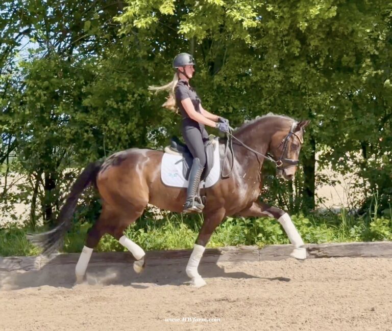 Vito HW trot2 768x650
