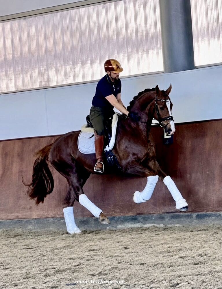 Extra Fine HW canter1 768x1002