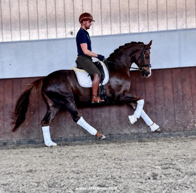 Extra Fine HW canter2 768x756