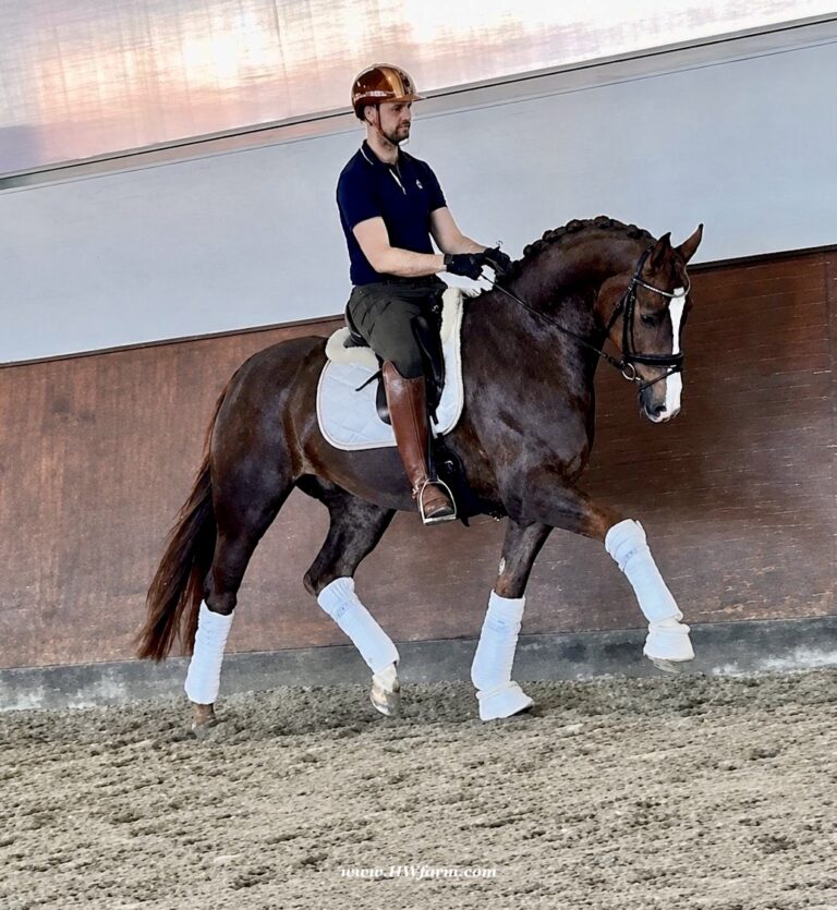 Extra Fine HW trot2 768x835