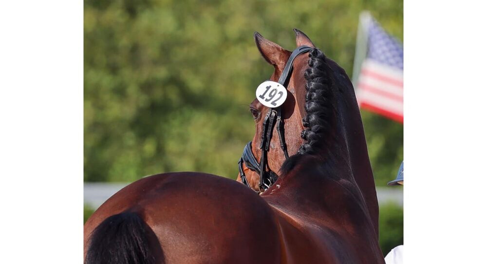 The U.S. Dressage Festival of Champions – Info and Results