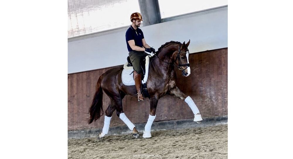 HorseMarket Highlight – Extra Fine HW