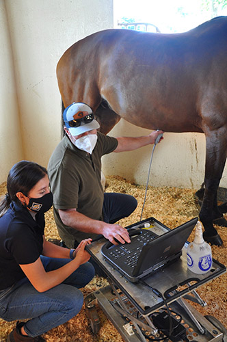Palm Beach Equine Clinic